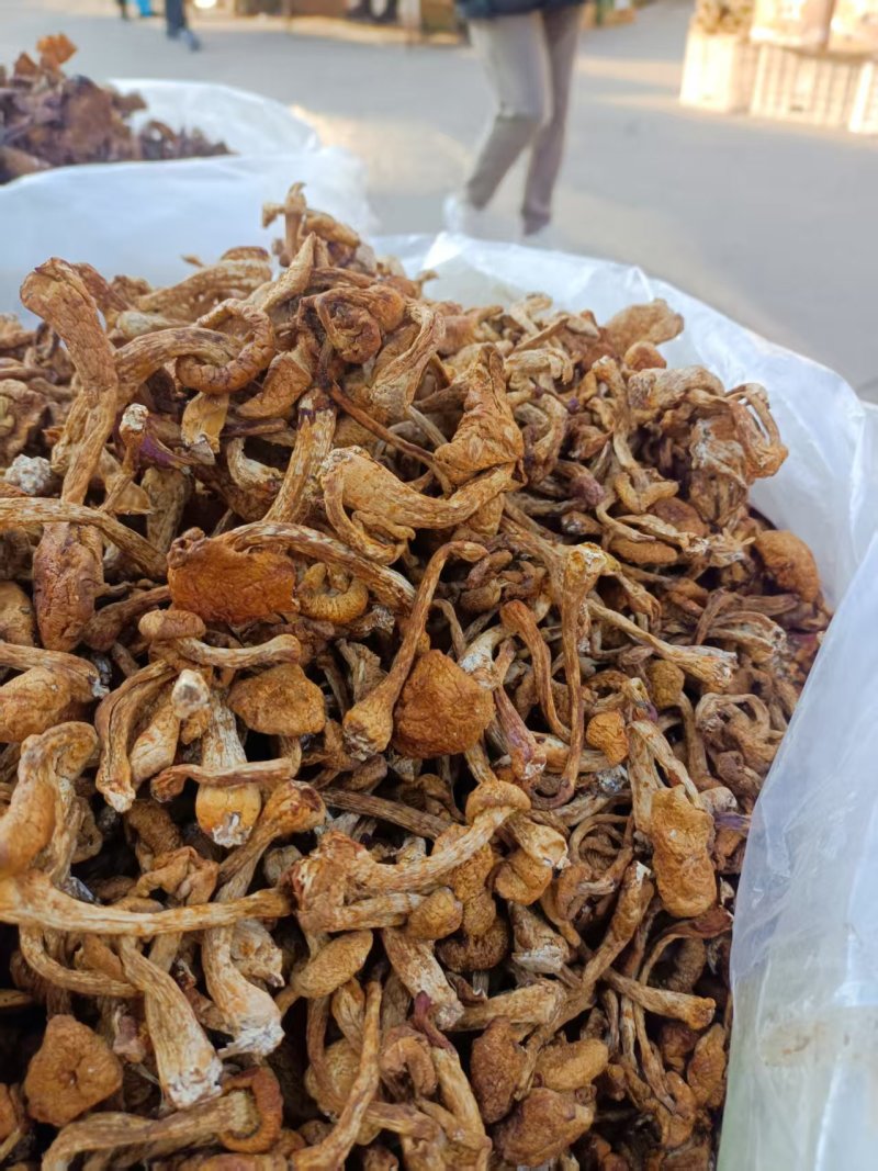 东北精品榛蘑净菜大片剪根品质保证全国发货