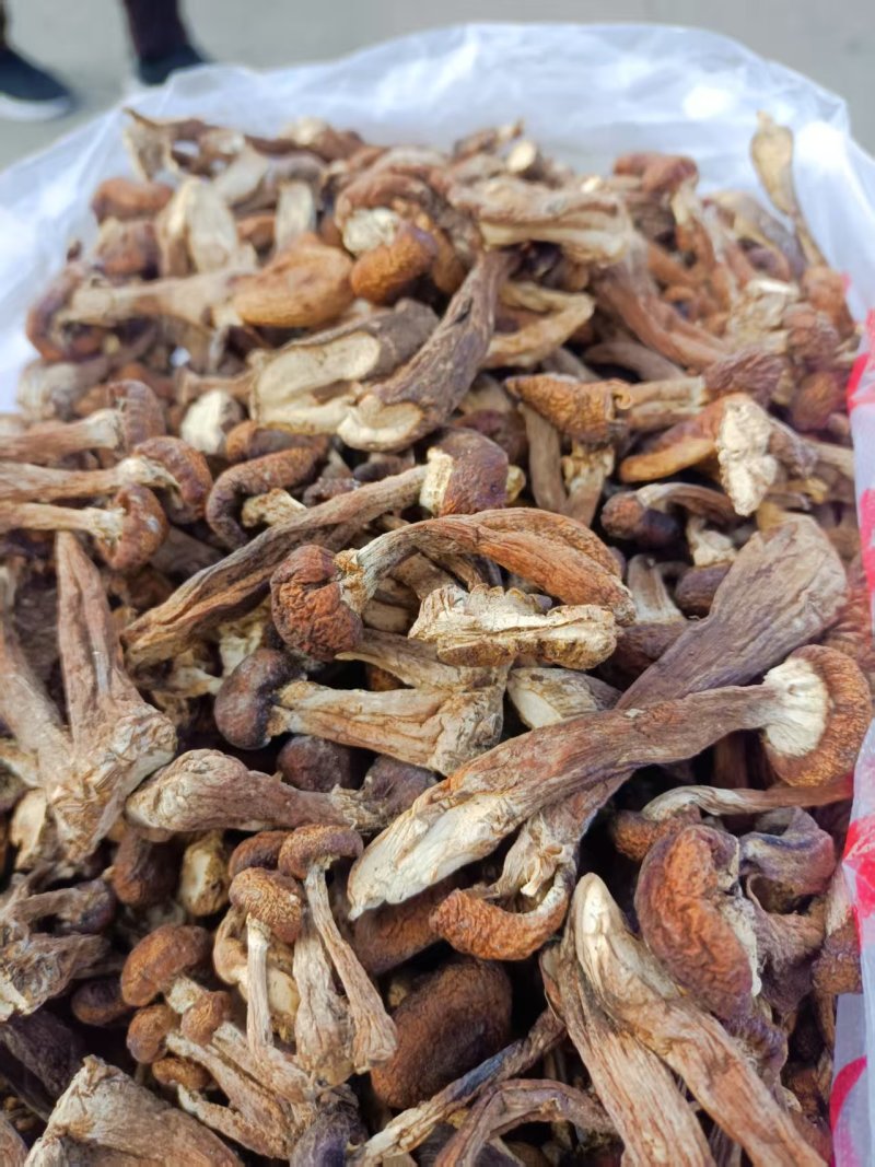东北精品榛蘑净菜大片剪根品质保证全国发货