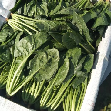 菠菜大量供应，规格齐全，可以视频看货量大从优欢迎咨询