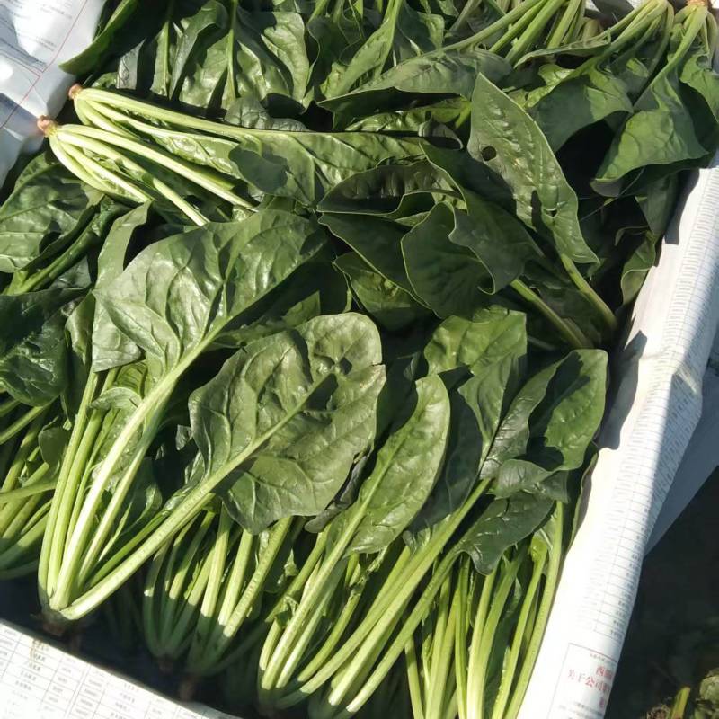 菠菜大量供应，规格齐全，可以视频看货量大从优欢迎咨询
