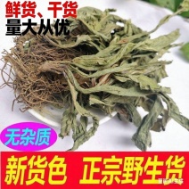 地胆头地胆草广西100%野生鲜货干货都有现货通货量大从优