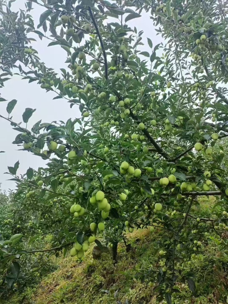 精品鸡心果对接全国发货快质量保证欢迎来电
