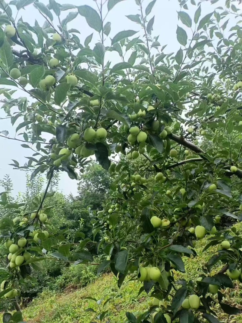 精品鸡心果对接全国发货快质量保证欢迎来电