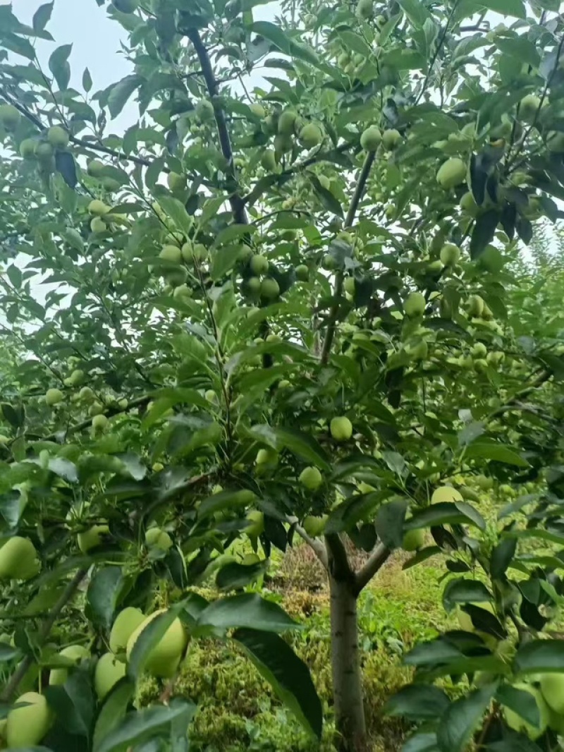 精品鸡心果对接全国发货快质量保证欢迎来电