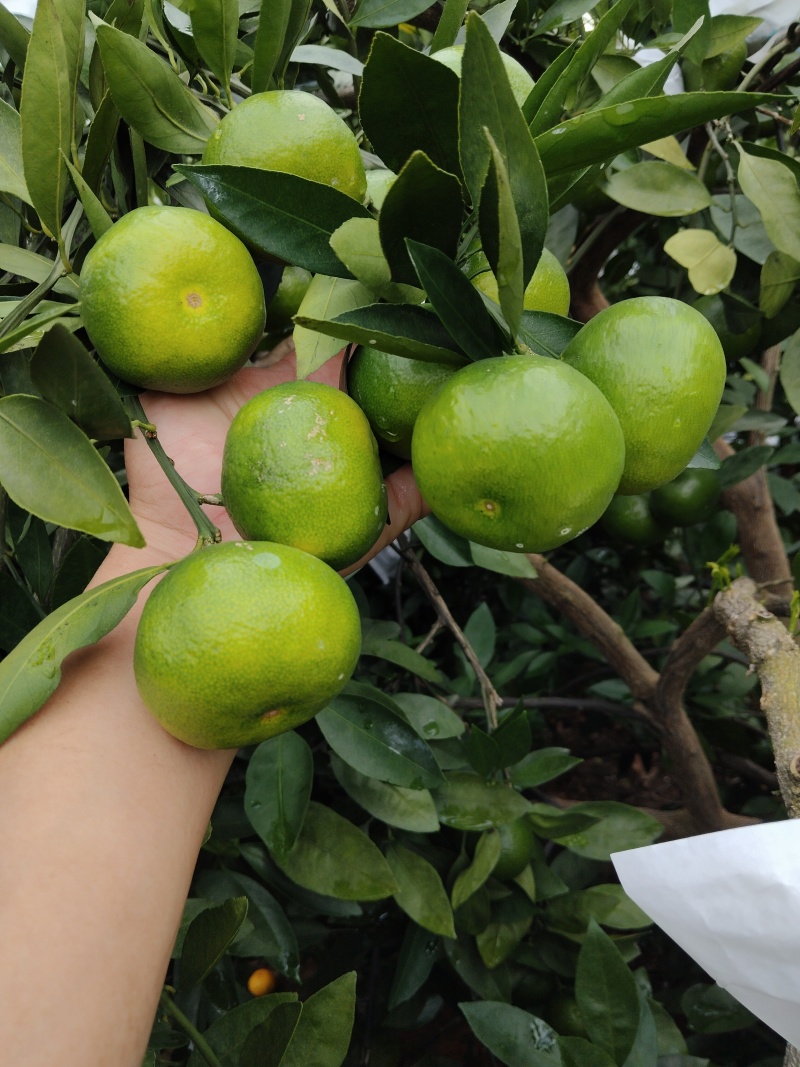 特早大量上市欢迎新老，客户来定订购