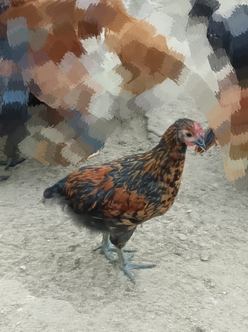 农村林地散养鸡