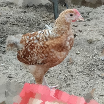 农村林地散养鸡