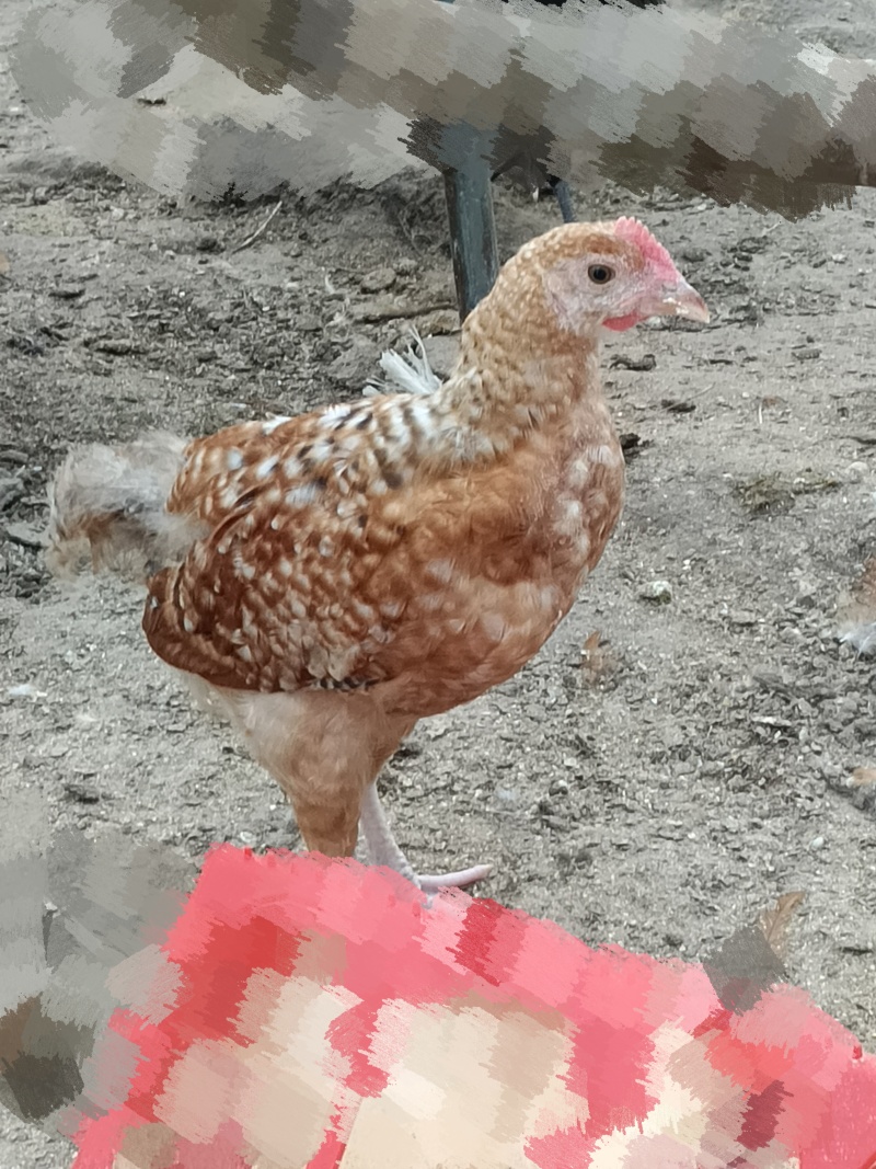 农村林地散养鸡