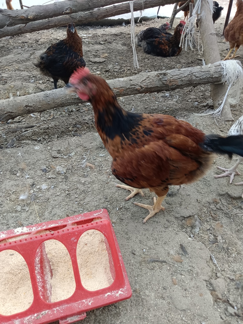农村林地散养鸡