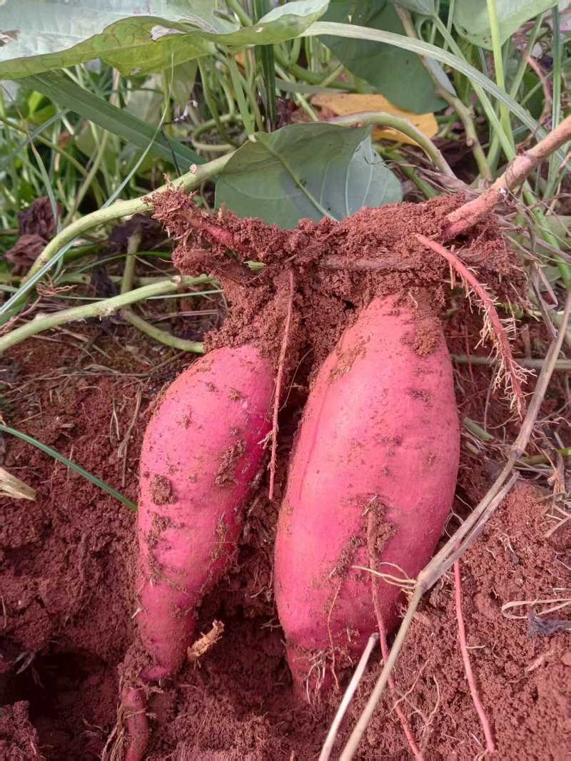 西瓜红红薯，香甜粉产地大面积种植货源多可对接电商市场等各