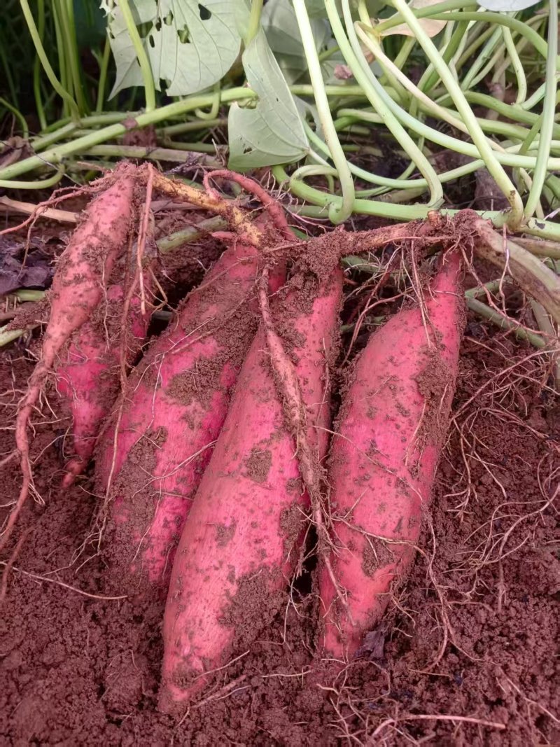 西瓜红红薯，香甜粉产地大面积种植货源多可对接电商市场等各