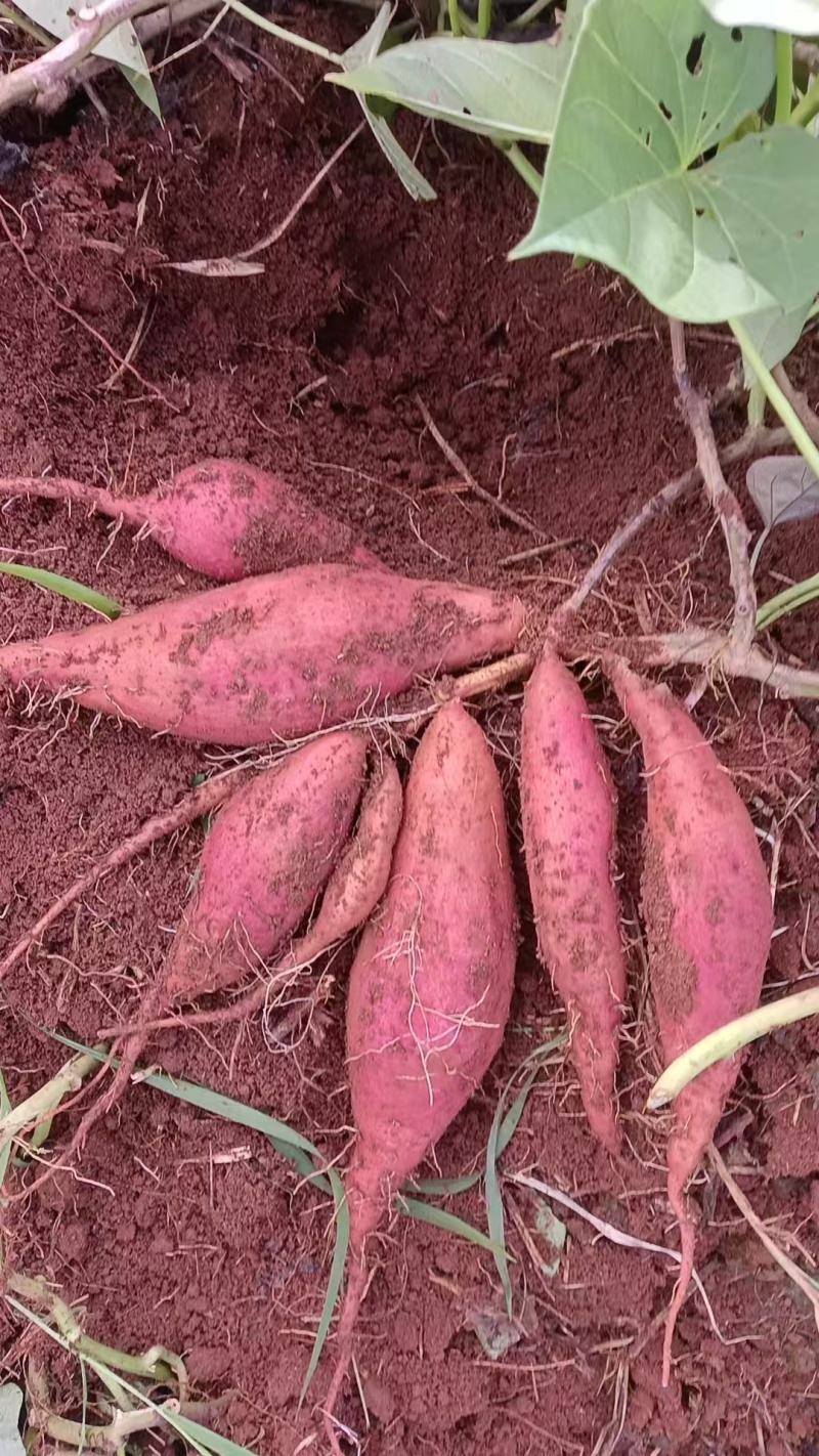 西瓜红红薯，香甜粉产地大面积种植货源多可对接电商市场等各
