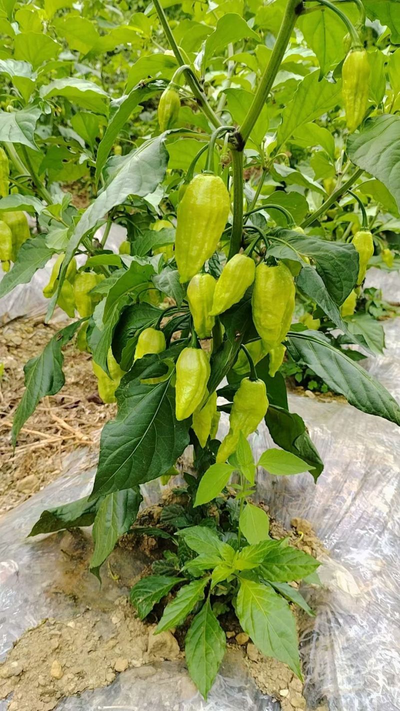 工业魔鬼椒