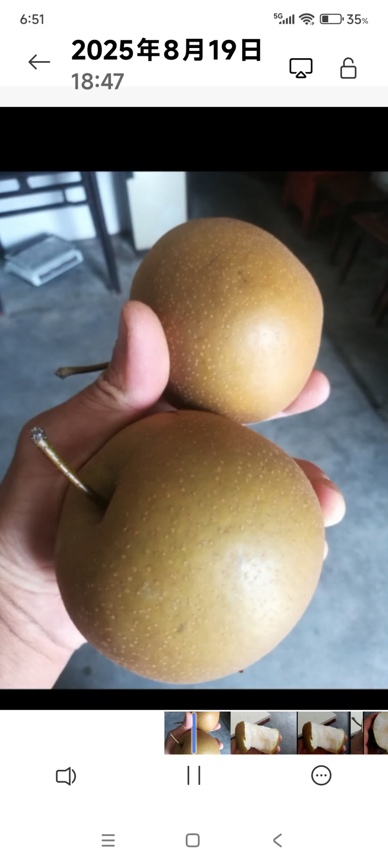 赤水河，梨子上市中