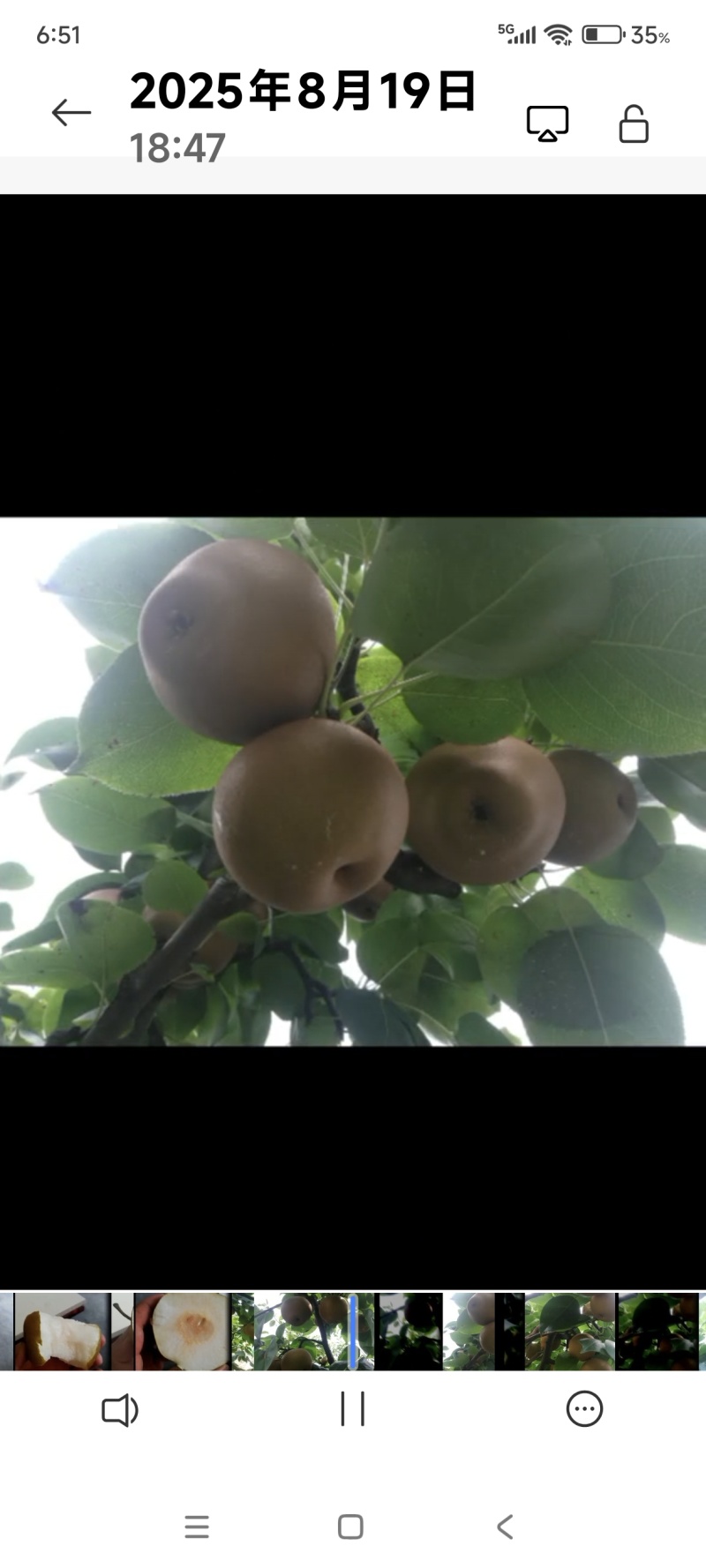 赤水河，梨子上市中
