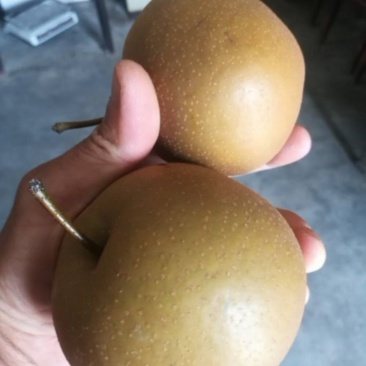 赤水河，梨子上市中