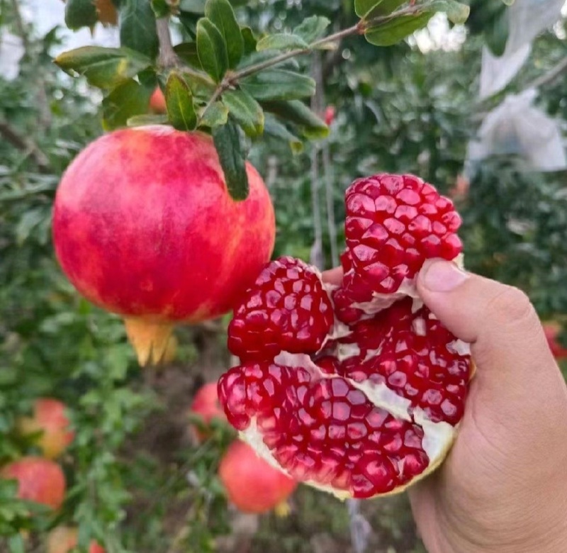会理石榴大量供应电商平台，一件代发，欢迎电咨询
