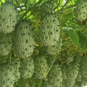 火参果产地直发