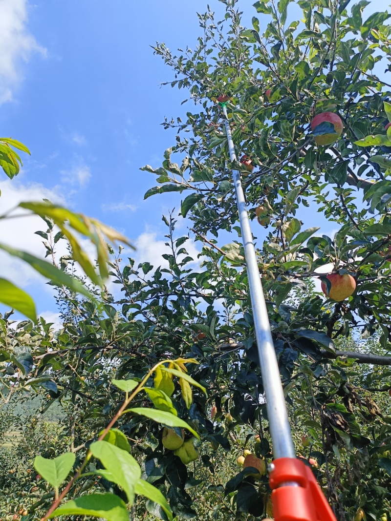 昭通高原苹果