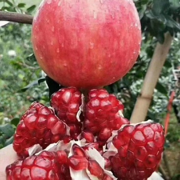 会理石榴
