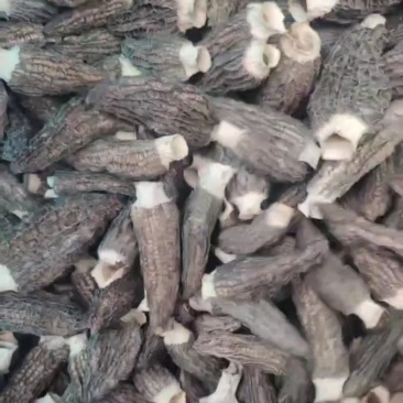 羊肚菌