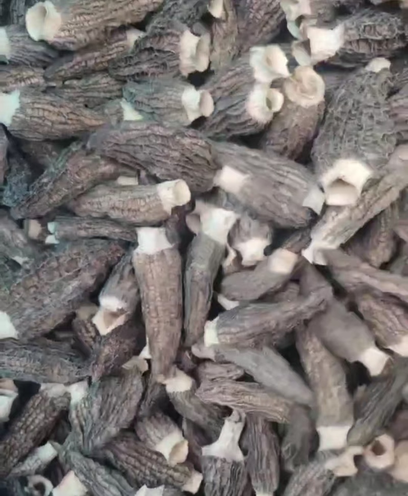 羊肚菌