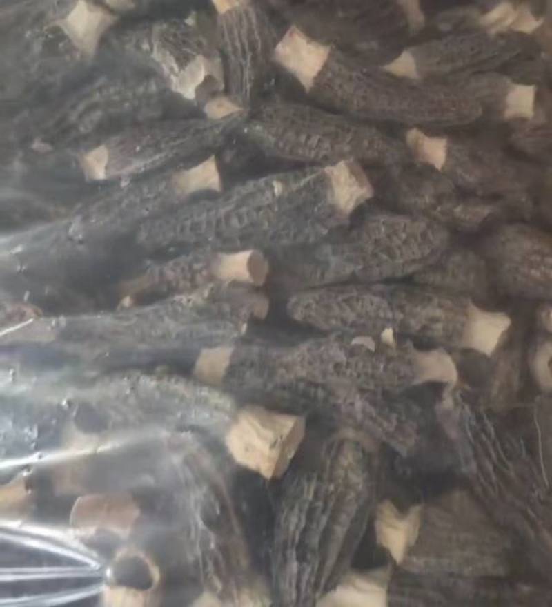 羊肚菌