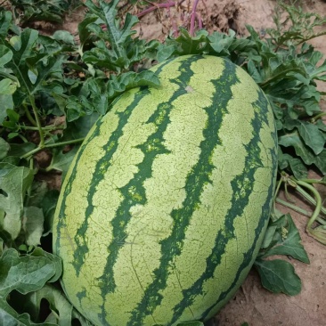 绿宝金花6号西瓜