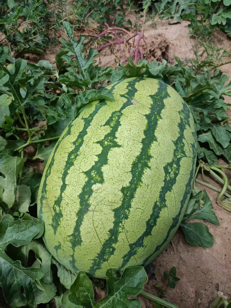 绿宝金花6号西瓜