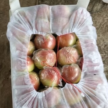 河北唐山美八苹果大量上市大小车都有货有要的联系