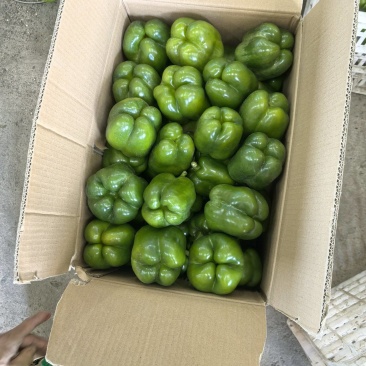 黑龙江圆椒