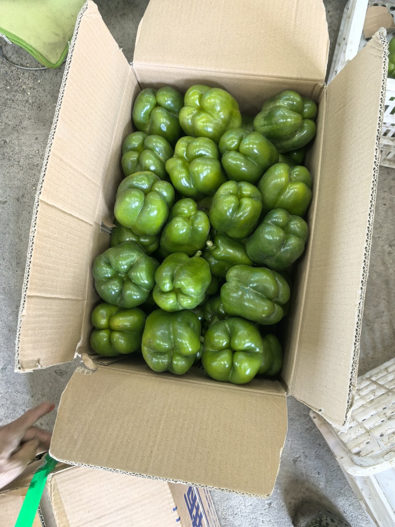黑龙江圆椒