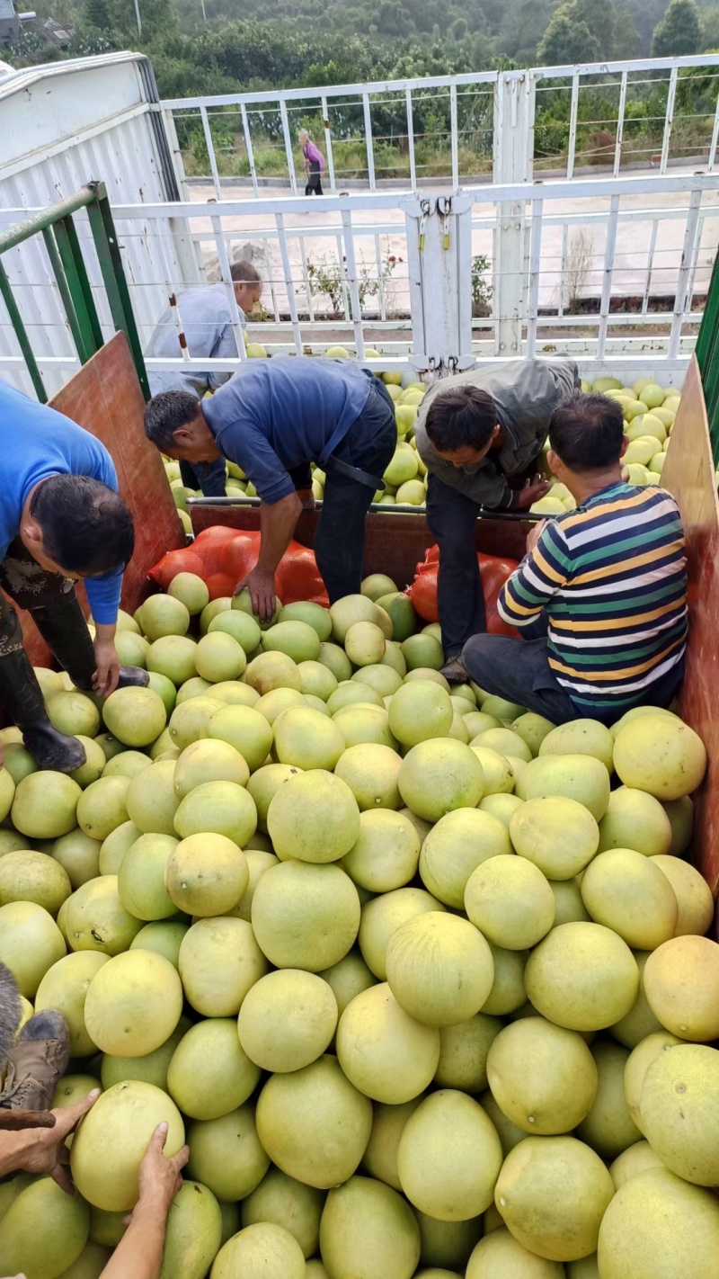四川柚子大量上市。红柚白柚黄金柚所有蜜柚