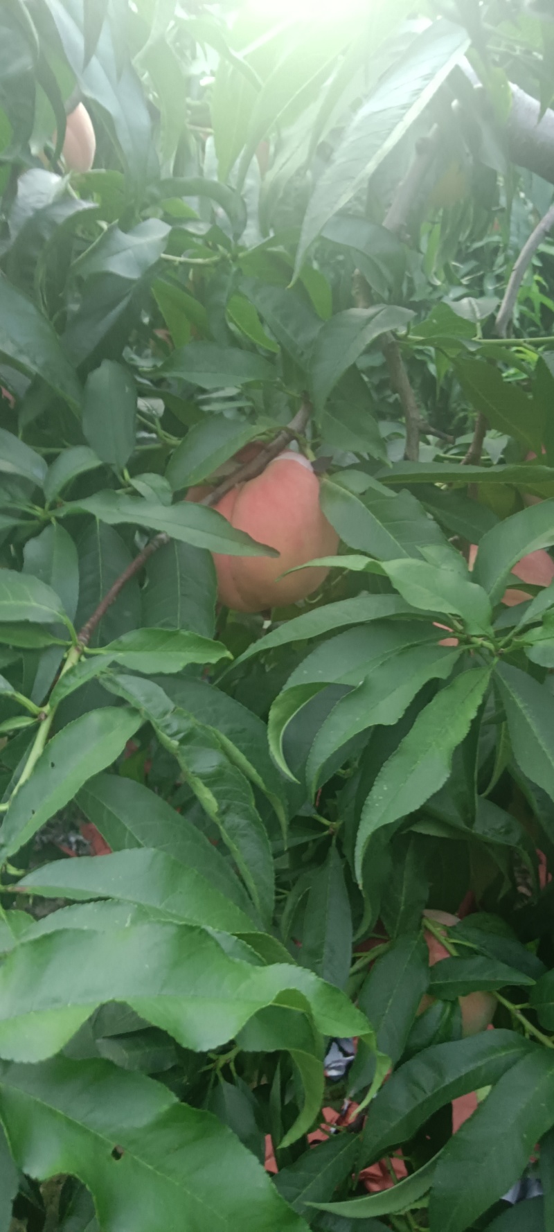 水蜜桃上市，欢迎老板采收