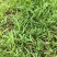 狗尾草种籽耐热耐旱，狗尾巴草种子绿化护坡固土保水