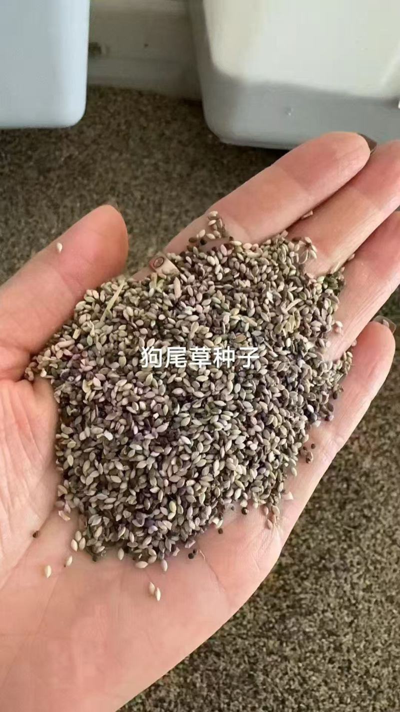 狗尾草种籽耐热耐旱，狗尾巴草种子绿化护坡固土保水