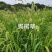 狗尾草种籽耐热耐旱，狗尾巴草种子绿化护坡固土保水