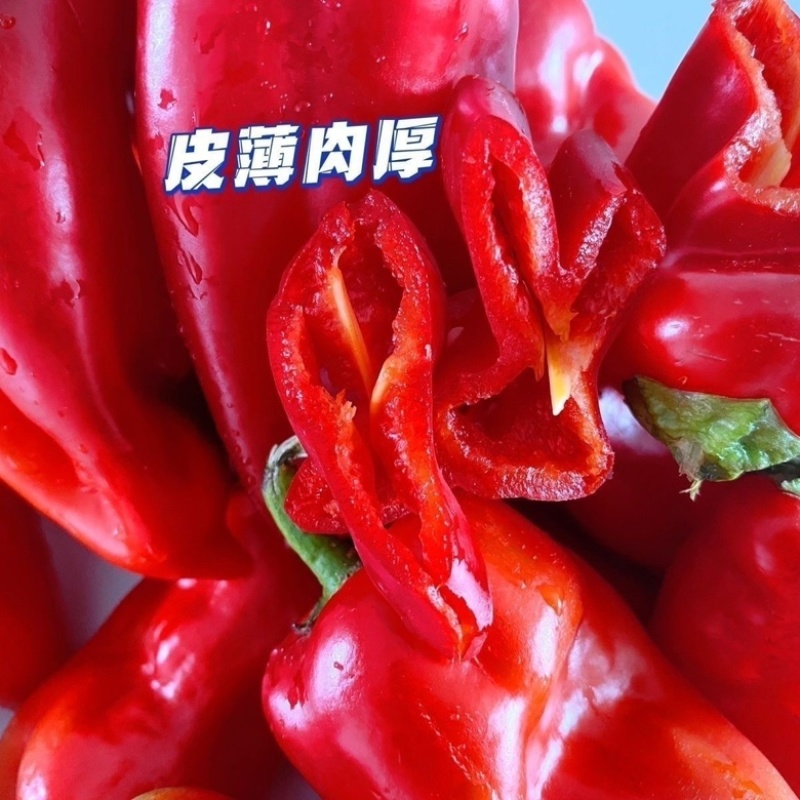 红辣妹子，东北地区的辣椒，货源充足，可视频看货