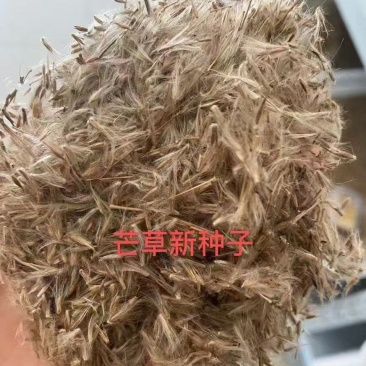 芒草种子耐寒耐旱耐贫瘠根系发达固土防沙