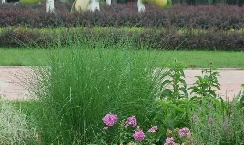 芒草种子耐寒耐旱耐贫瘠根系发达固土防沙