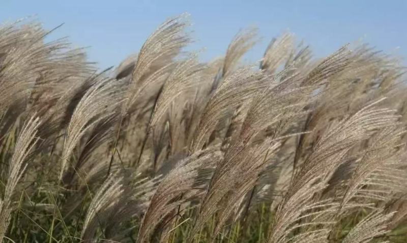 芒草种子耐寒耐旱耐贫瘠根系发达固土防沙