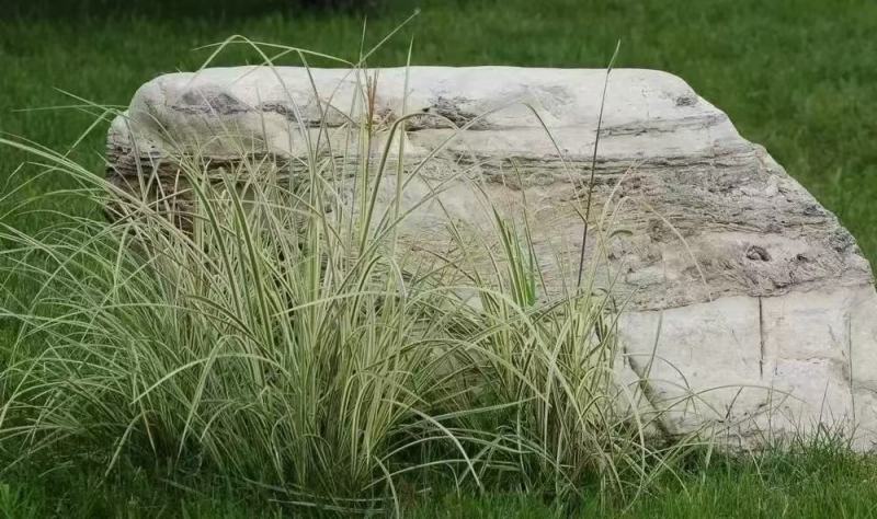 芒草种子耐寒耐旱耐贫瘠根系发达固土防沙