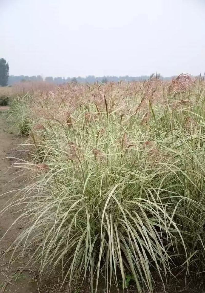 芒草种子耐寒耐旱耐贫瘠根系发达固土防沙