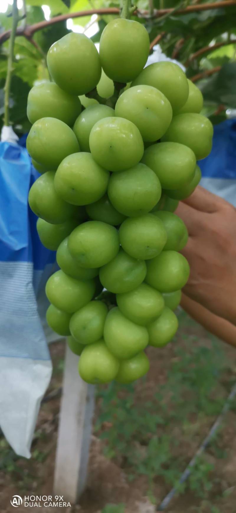 阳光玫瑰葡萄