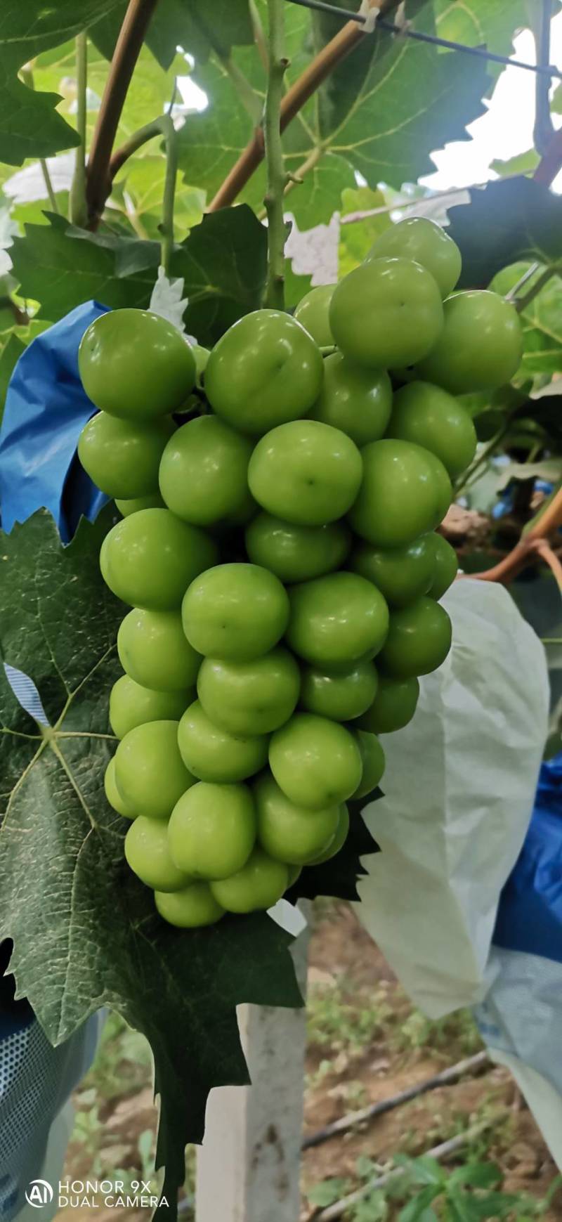 阳光玫瑰葡萄