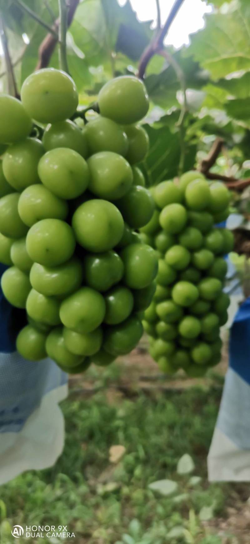 阳光玫瑰葡萄