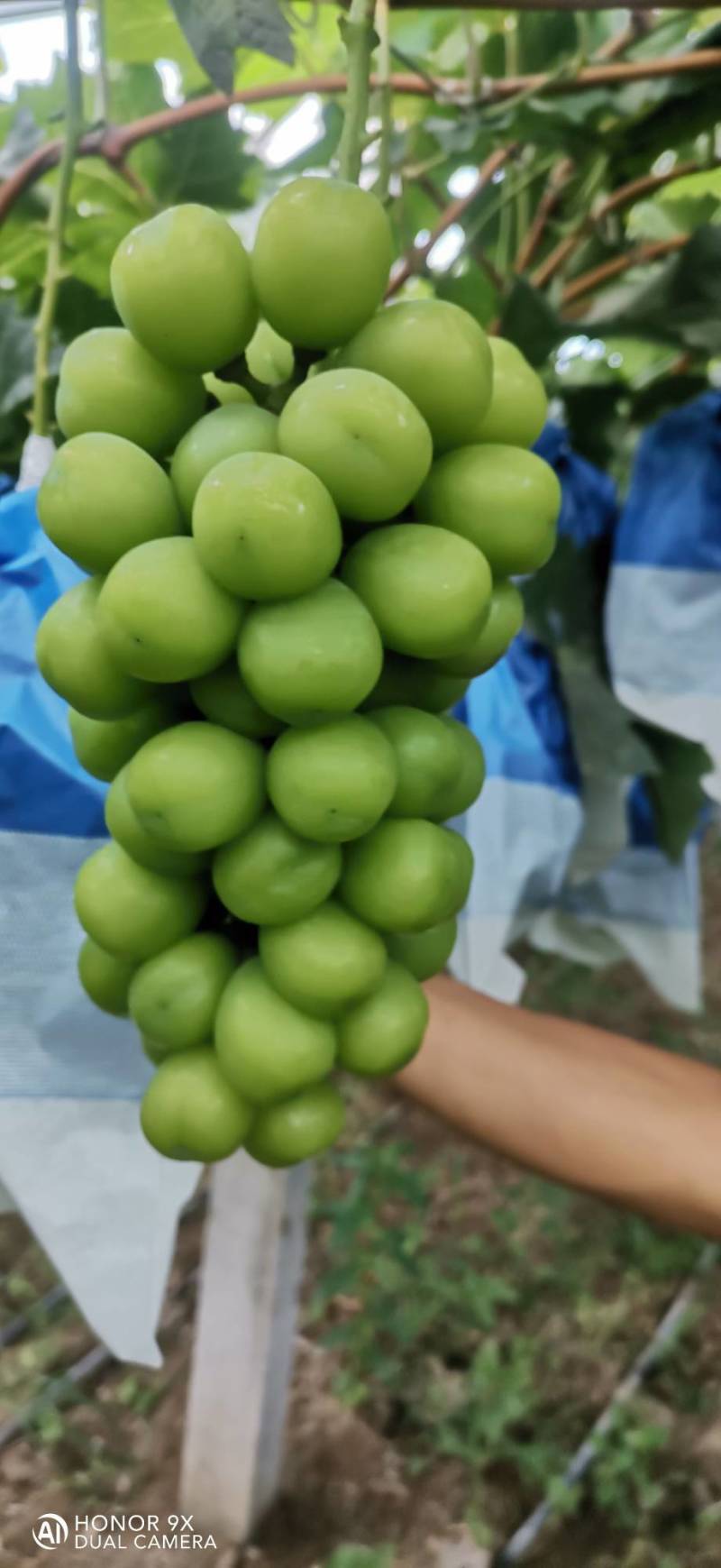阳光玫瑰葡萄