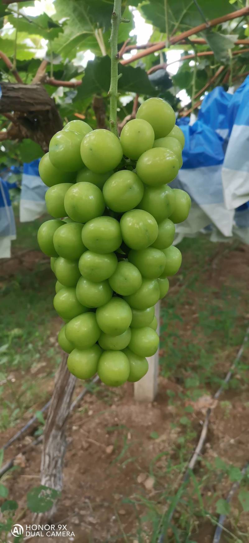 阳光玫瑰葡萄
