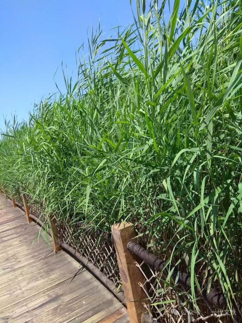 芦苇种子蒹葭保土固堤植物端午节包粽子