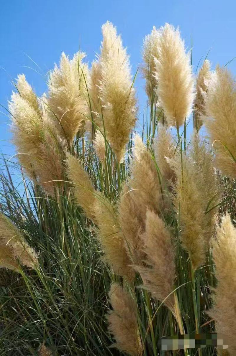 芦苇种子蒹葭保土固堤植物端午节包粽子
